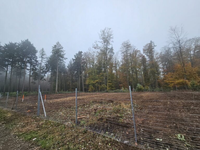 Gemeinsam für die Natur! Öffentliche Baumpflanzaktion am 30.11.2024 im Gründauer Gemeindewald