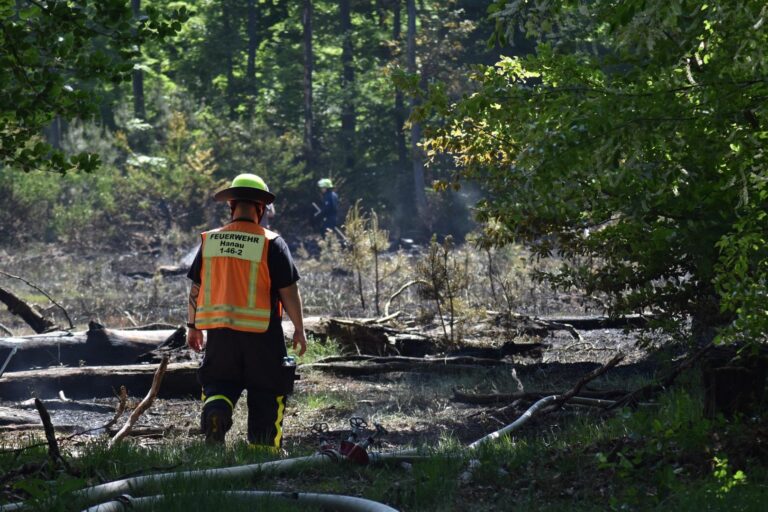 Waldbrand im Hanauer Stadtwald – Feuerwehr verhindert größere Ausbreitung durch schnellen Einsatz Hanau, 15. Mai 2025 – Am Donnerstagmittag wurde die Feuerwehr Hanau um 12:57 Uhr zu einem Waldbrand im Bereich des Neuwirtshauses im Hanauer Stadtwald alarmiert. Beim Eintreffen der ersten Einsatzkräfte stand bereits eine Fläche von rund 1.500 Quadratmetern in Flammen. Nach einer ersten Erkundung vor Ort wurde aufgrund der bestehenden Ausbreitungsgefahr umgehend eine Vielzahl weiterer Einsatzkräfte nachalarmiert, um eine Ausdehnung des Brandes schnellstmöglich zu verhindern. Durch das rasche und koordinierte Eingreifen konnte die Ausbreitung des Feuers gestoppt werden. Insgesamt brannten dennoch etwa 6.000 Quadratmeter Waldfläche ab. Im Einsatz waren rund 60 Einsatzkräfte mit 25 Fahrzeugen der Feuerwehr. Die Verpflegung der Einsatzkräfte übernahm das Deutsche Rote Kreuz Großauheim. Die Feuerwehr Hanau bedankt sich bei allen eingesetzt
